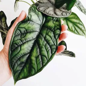 Alocasia Baginda - Dragon Scale