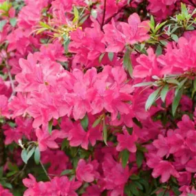 Azalea Chinzan Azalea 3g