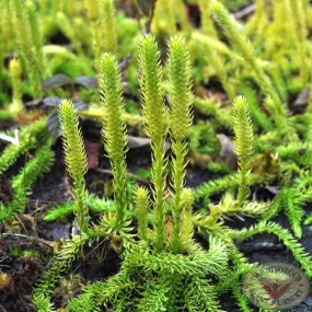 Bog Clubmoss