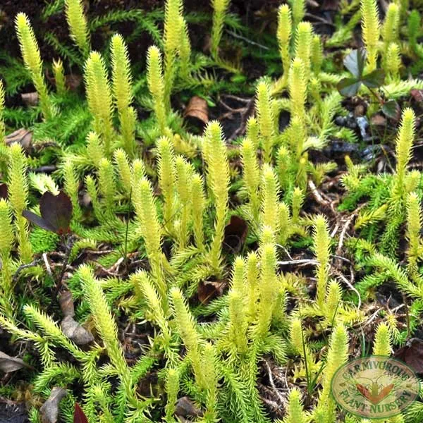 Bog Clubmoss