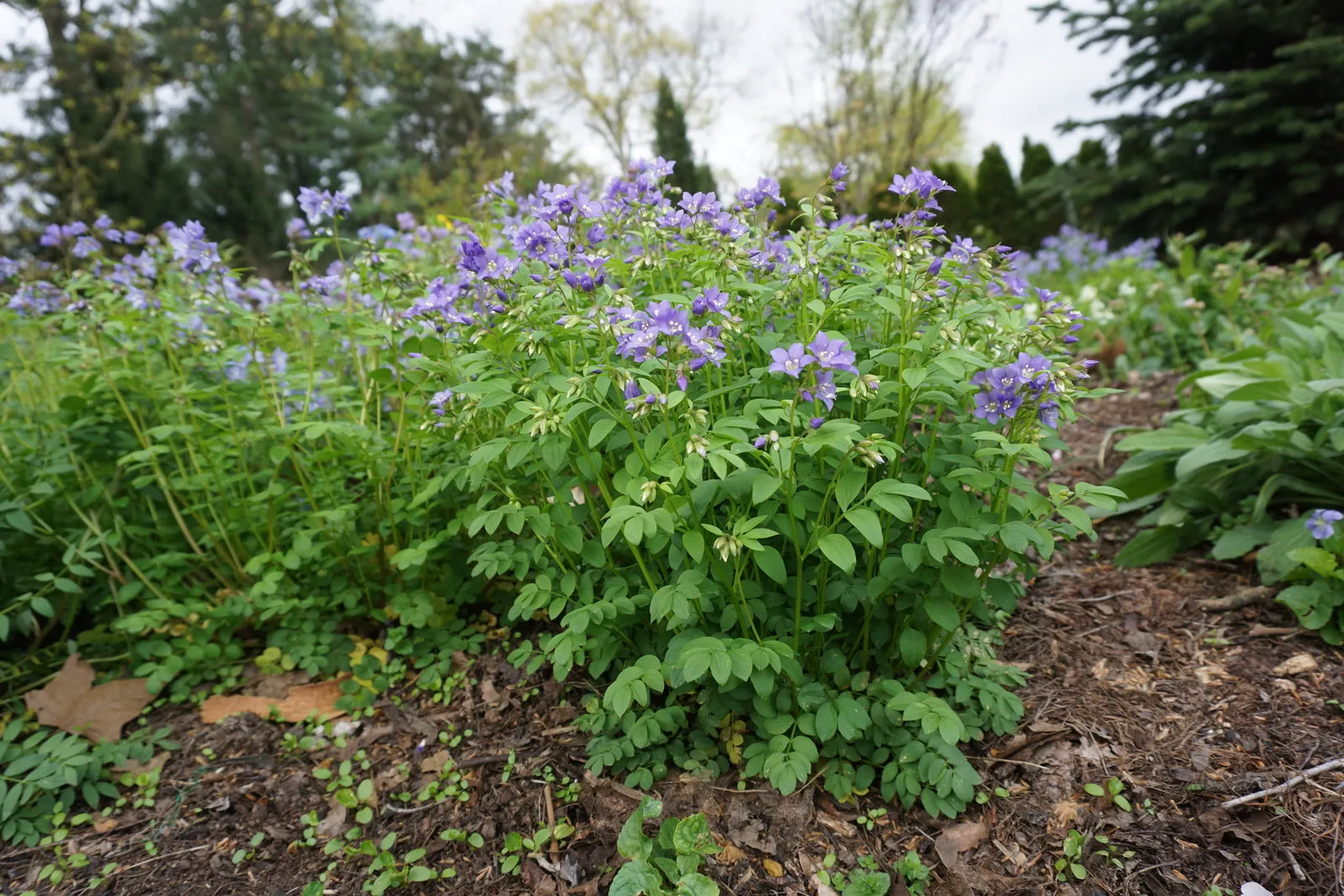 Jacob's Ladder - Polemonium reptans