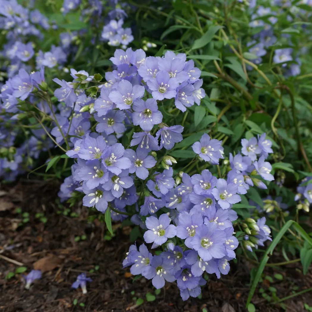 Jacob's Ladder - Polemonium reptans